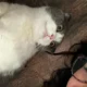 Begini nasib mikasa, kucing kesayangan lula lahfah usai kepergian majikannya