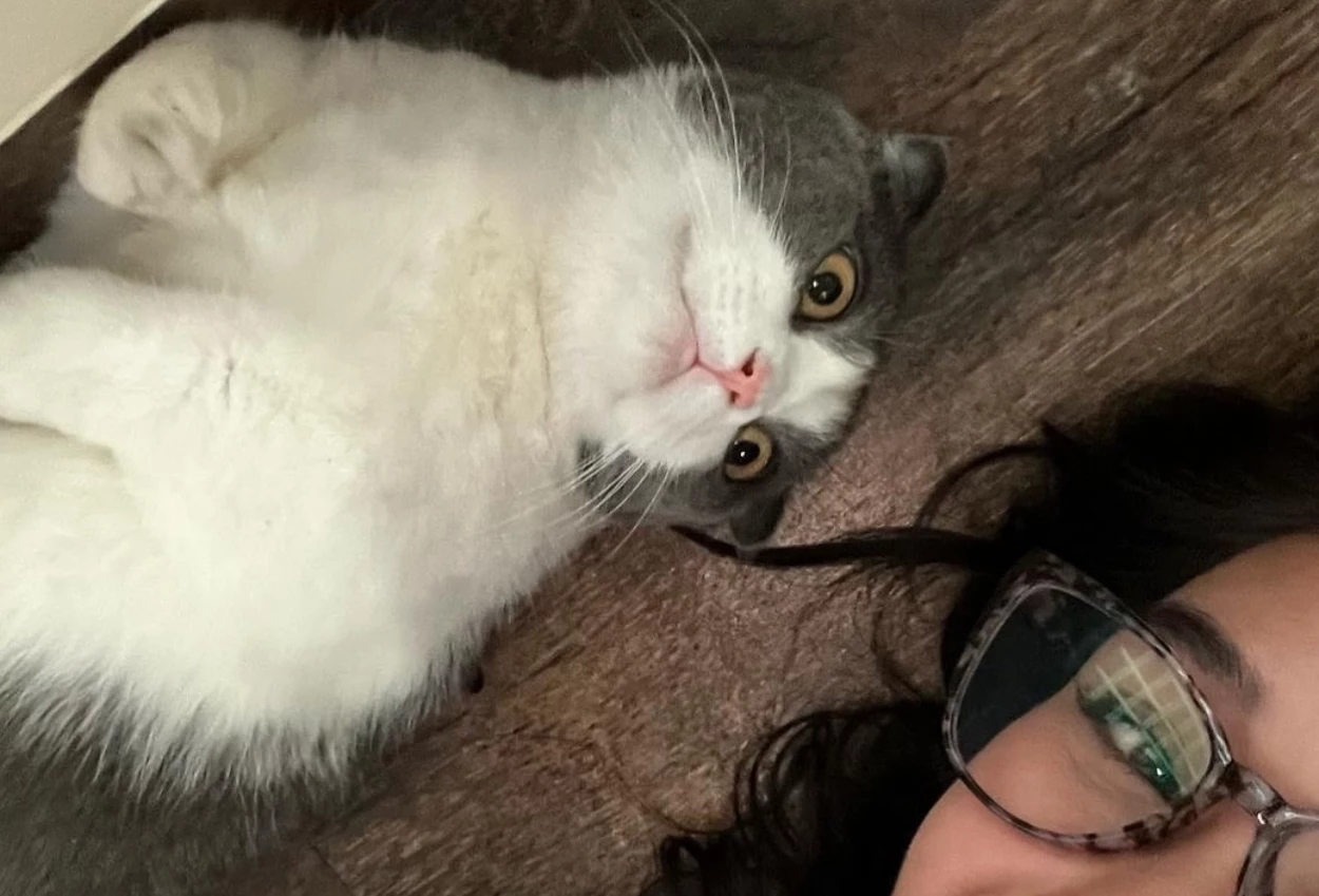 Begini nasib mikasa, kucing kesayangan lula lahfah usai kepergian majikannya