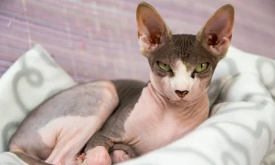 Belanda resmi larang kepemilikan 2 kucing ras ini, kenapa