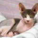 Belanda resmi larang kepemilikan 2 kucing ras ini, kenapa