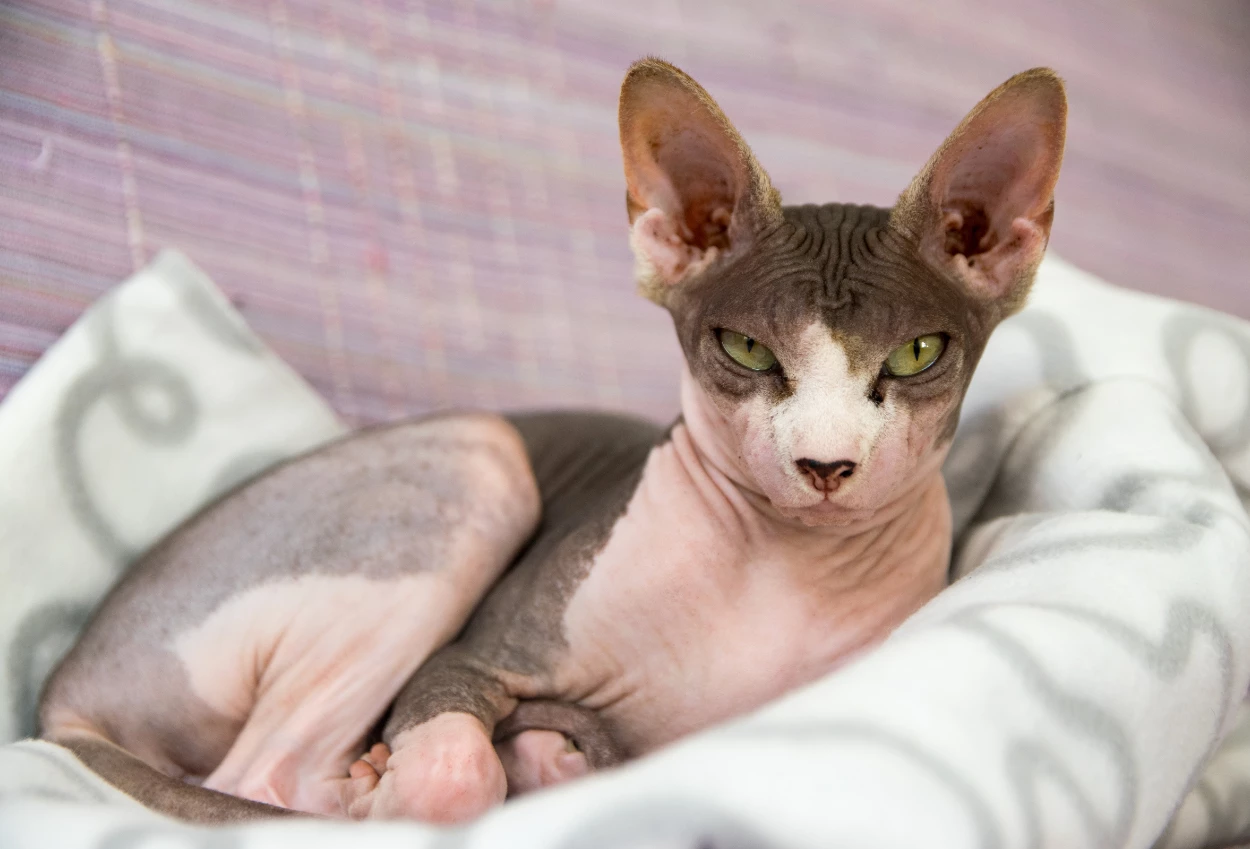 Belanda resmi larang kepemilikan 2 kucing ras ini, kenapa