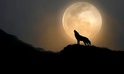 Fenomena wolf moon akan hiasi langit 3 4 januari 2026, apakah terlihat di indonesia