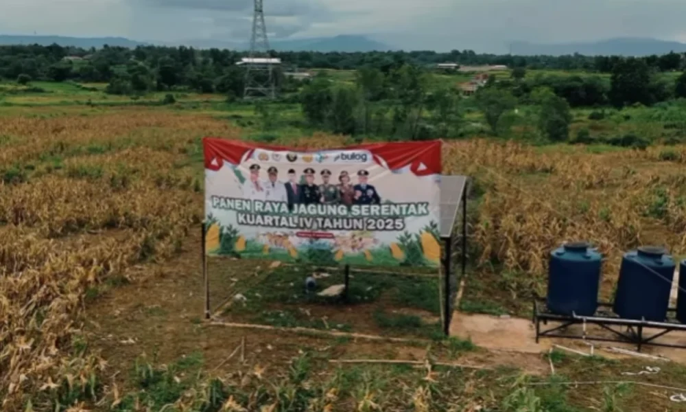 Ladang jagung hasil tanam wapres gibran di tigaraksa panen! hasil capai 2 ton