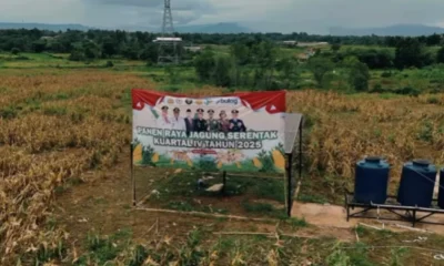 Ladang jagung hasil tanam wapres gibran di tigaraksa panen! hasil capai 2 ton