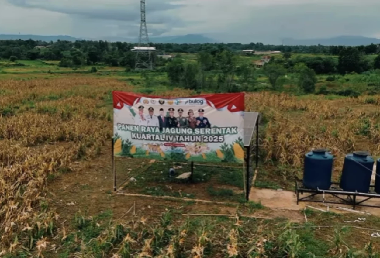 Ladang jagung hasil tanam wapres gibran di tigaraksa panen! hasil capai 2 ton