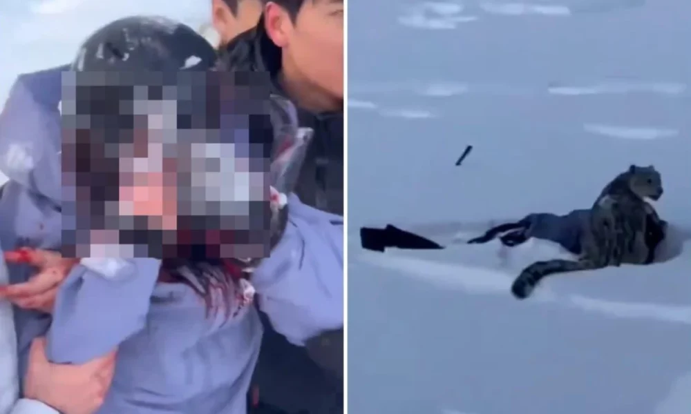 Ngeri! ini detik detik turis di china digigit macan tutul salju saat selfie