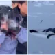Ngeri! ini detik detik turis di china digigit macan tutul salju saat selfie
