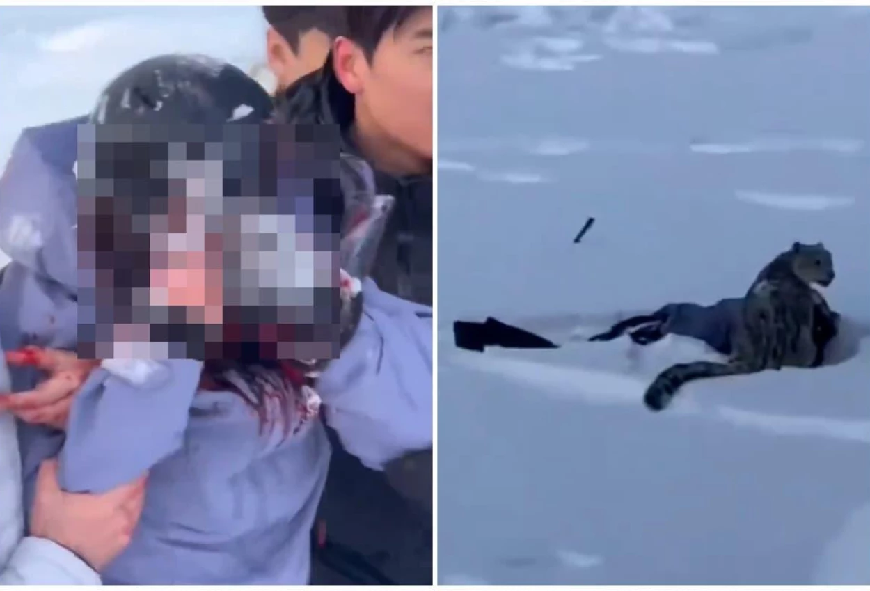 Ngeri! ini detik detik turis di china digigit macan tutul salju saat selfie