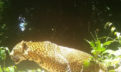 Pemburu macan tutul di gunung sanggabuana terekam cctv, kdm saya tandain kalian!