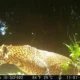 Pemburu macan tutul di gunung sanggabuana terekam cctv, kdm saya tandain kalian!