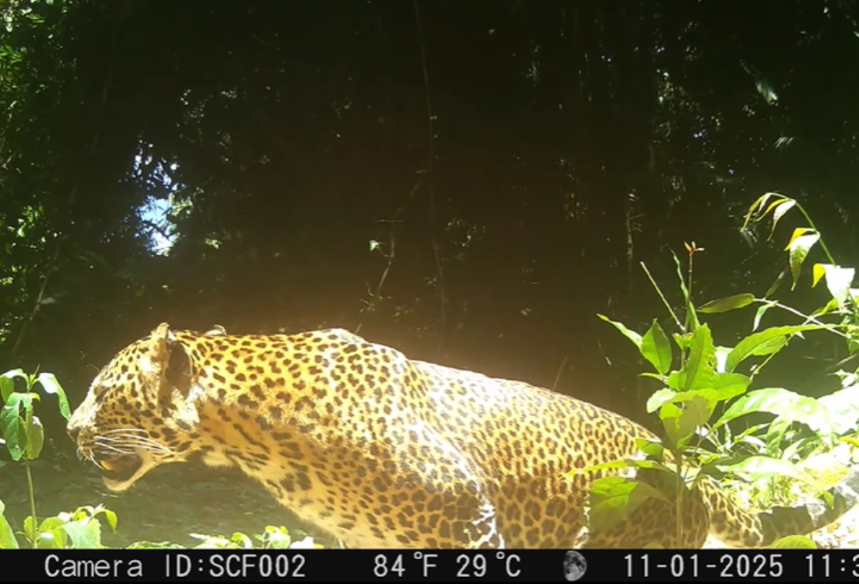 Pemburu macan tutul di gunung sanggabuana terekam cctv, kdm saya tandain kalian!