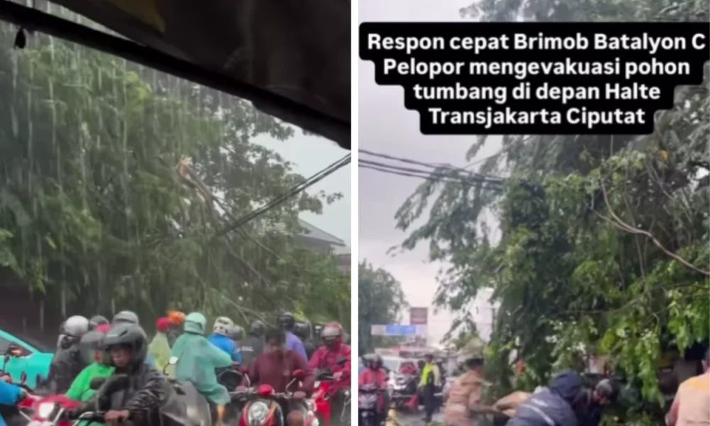 Pohon tumbang timpa mobil di ciputat imbas hujan deras dan angin kencang