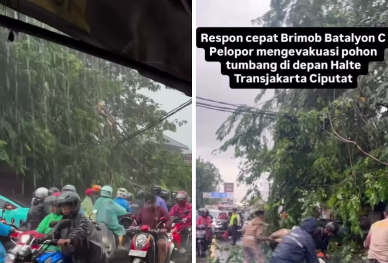 Pohon tumbang timpa mobil di ciputat imbas hujan deras dan angin kencang