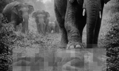 Viral! kepala desa lampung tewas diserang dan diinjak kawanan gajah liar