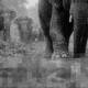 Viral! kepala desa lampung tewas diserang dan diinjak kawanan gajah liar