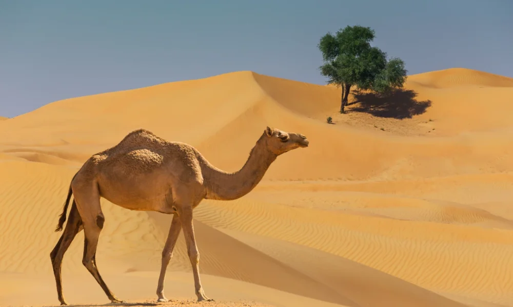 Arab Saudi Resmi Rilis Paspor untuk Unta