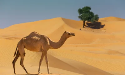 Arab Saudi Resmi Rilis Paspor untuk Unta