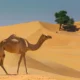 Arab Saudi Resmi Rilis Paspor untuk Unta