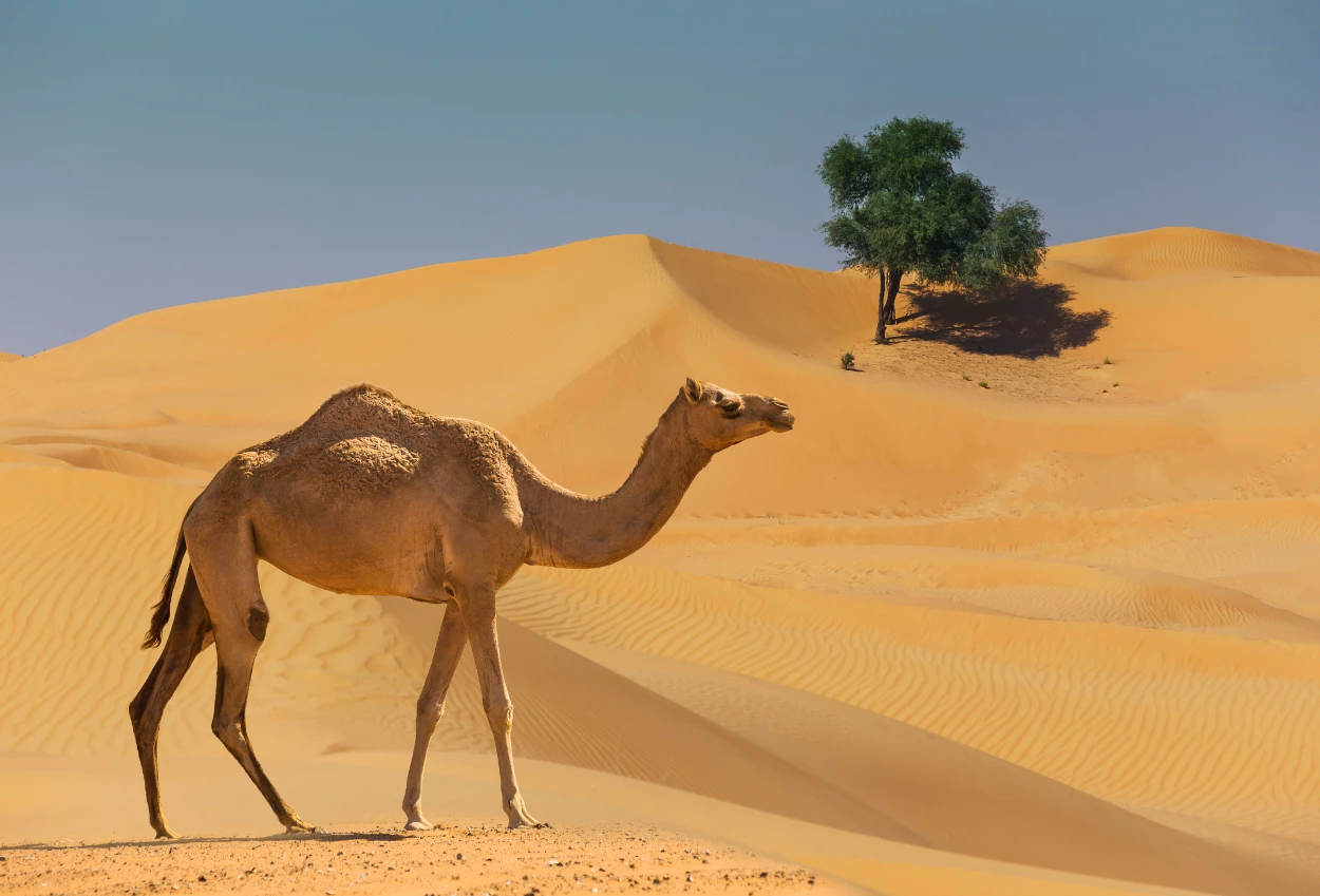 Arab Saudi Resmi Rilis Paspor untuk Unta