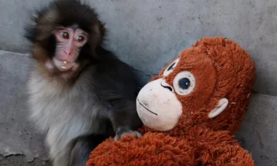 Cerita Sedih Punch Bayi Monyet yang Dibully Kawanan & Ditolak Induknya, Cari Perlindungan dari Boneka