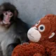 Cerita Sedih Punch Bayi Monyet yang Dibully Kawanan & Ditolak Induknya, Cari Perlindungan dari Boneka