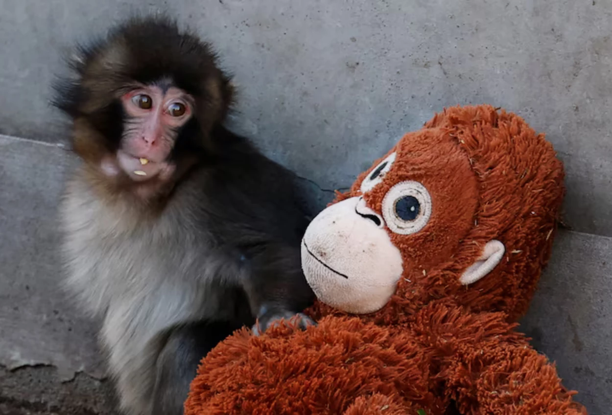 Cerita Sedih Punch Bayi Monyet yang Dibully Kawanan & Ditolak Induknya, Cari Perlindungan dari Boneka