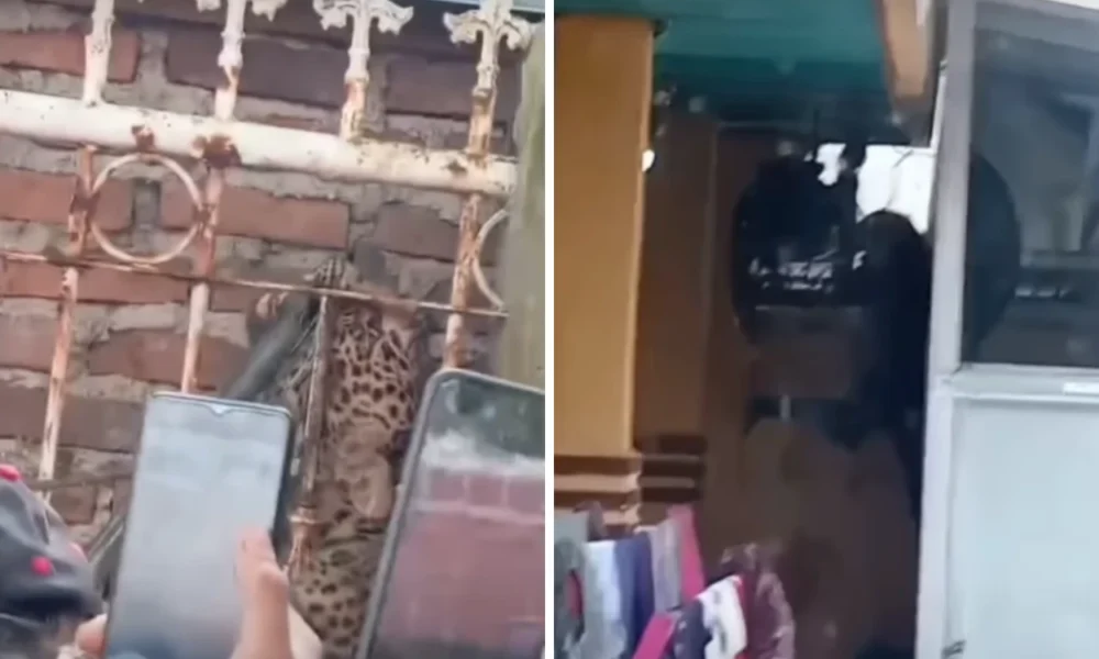Geger! Macan Tutul Masuk Desa di Bandung, Dua Orang Terluka