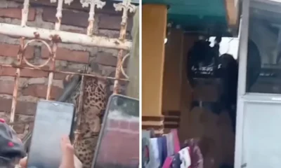 Geger! Macan Tutul Masuk Desa di Bandung, Dua Orang Terluka