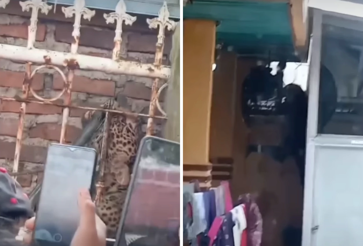 Geger! Macan Tutul Masuk Desa di Bandung, Dua Orang Terluka