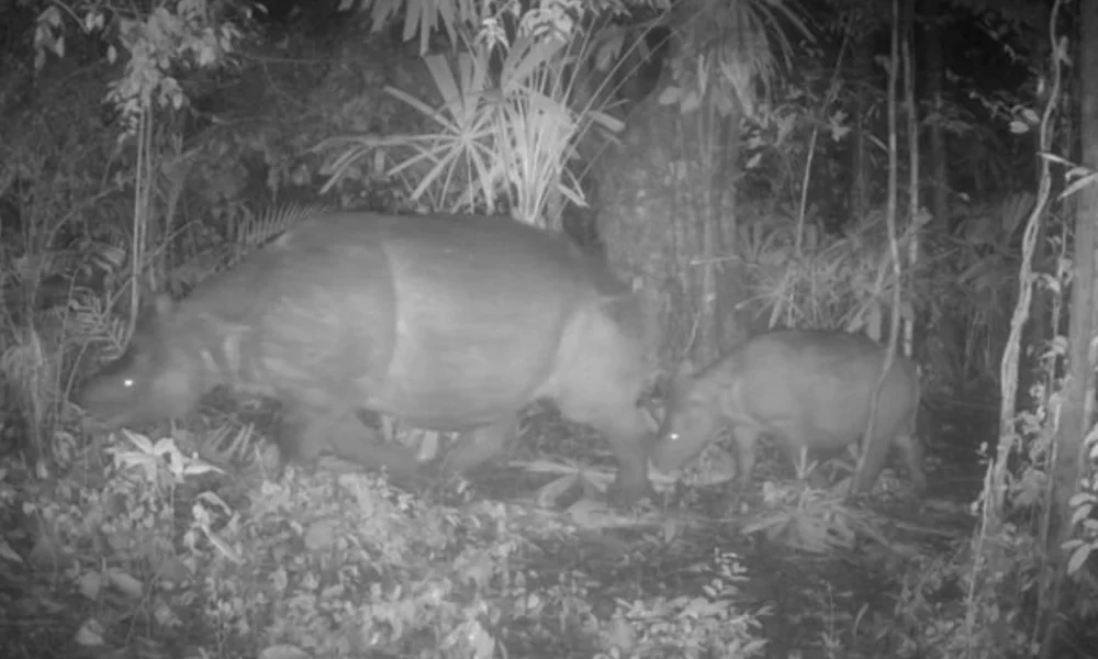Induk dan Anak Badak Jawa Terekam di TN Ujung Kulon