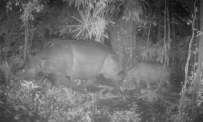 Induk dan Anak Badak Jawa Terekam di TN Ujung Kulon