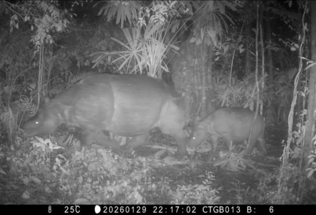 Induk dan Anak Badak Jawa Terekam di TN Ujung Kulon
