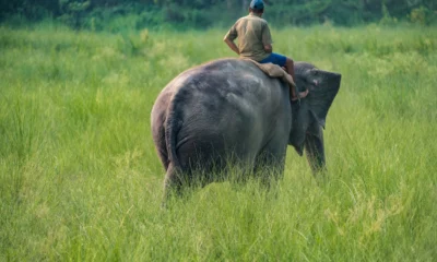 Kemenhut Resmi Larang Atraksi Gajah Tunggang