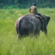 Kemenhut Resmi Larang Atraksi Gajah Tunggang