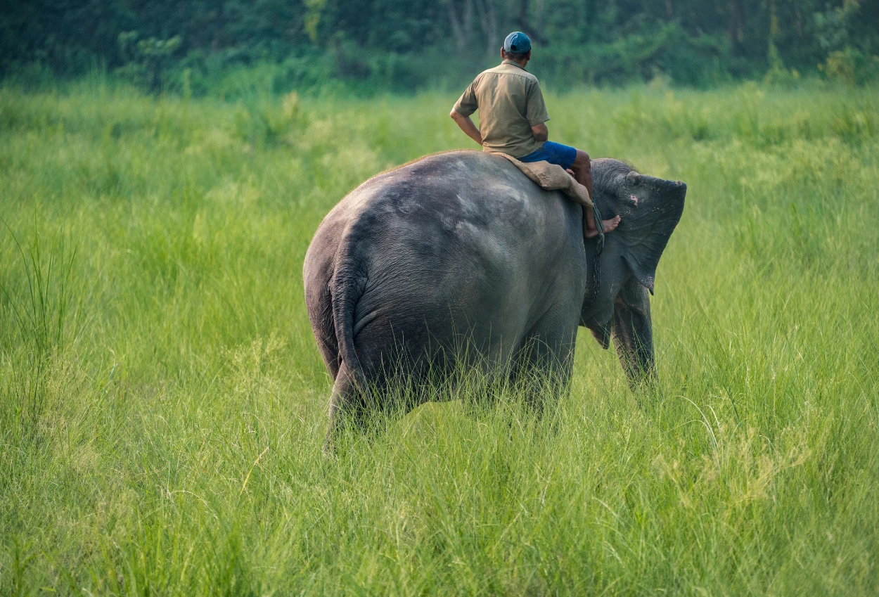 Kemenhut Resmi Larang Atraksi Gajah Tunggang
