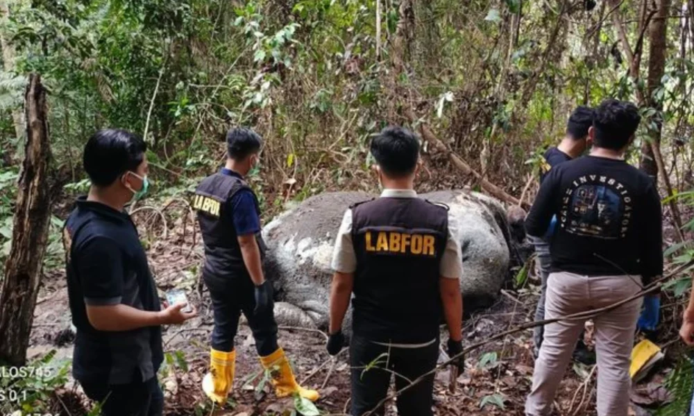 Kemenhut dan Polisi Selidiki Dugaan Perburuan yang Tewaskan Gajah di Sumatra