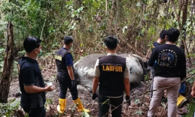 Kemenhut dan Polisi Selidiki Dugaan Perburuan yang Tewaskan Gajah di Sumatra