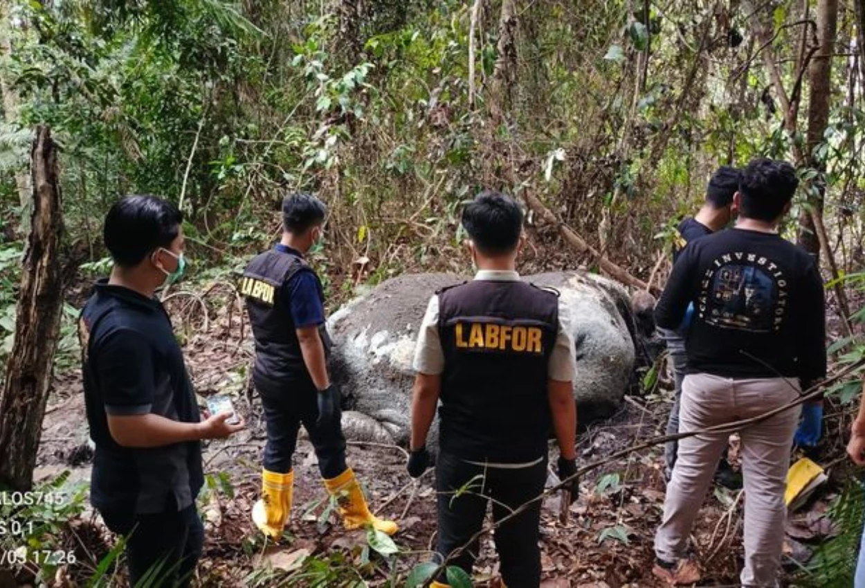 Kemenhut dan Polisi Selidiki Dugaan Perburuan yang Tewaskan Gajah di Sumatra