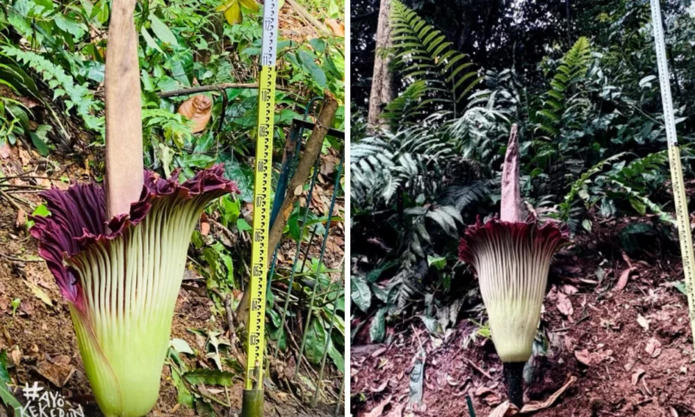 Momen Langka! Bunga Bangkai Raksasa Amorphophallus titanum Mekar di Kebun Raya Bogor