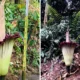 Momen Langka! Bunga Bangkai Raksasa Amorphophallus titanum Mekar di Kebun Raya Bogor