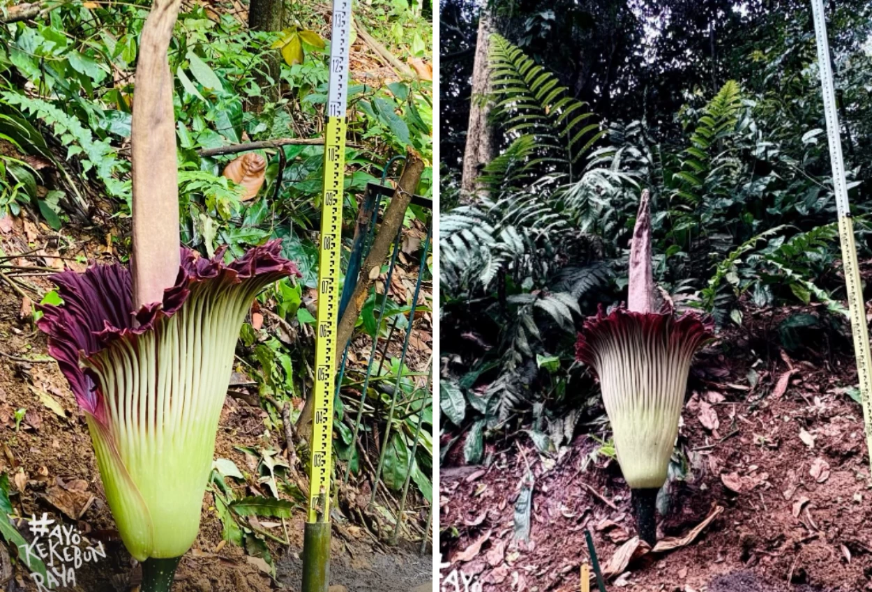 Momen Langka! Bunga Bangkai Raksasa Amorphophallus titanum Mekar di Kebun Raya Bogor