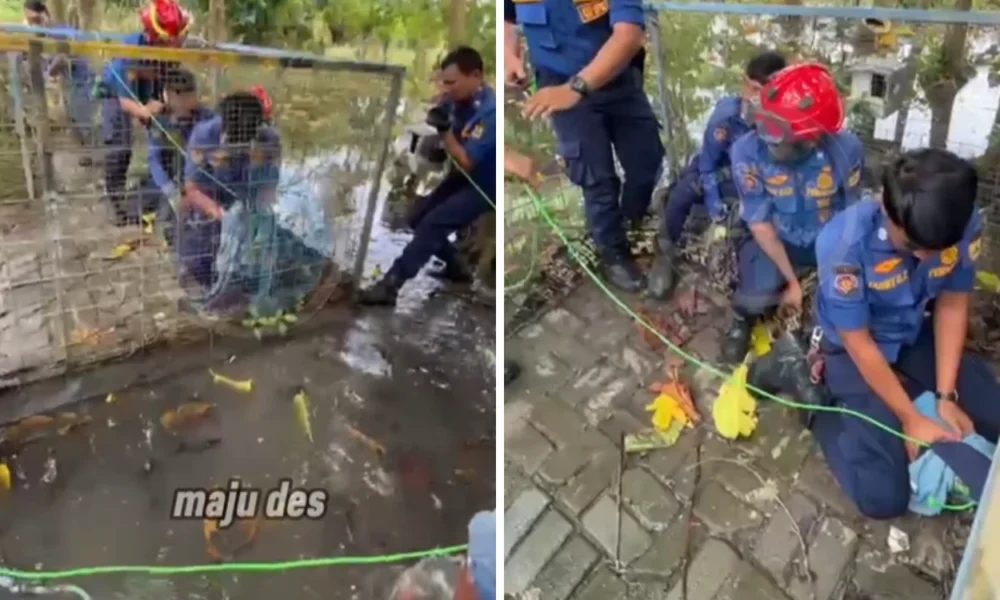 Nyerah Rawat Buaya 3 Meter di Rumah, Warga Karawang Minta Tolong Damkar Evakuasi