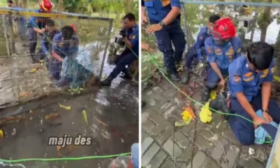 Nyerah Rawat Buaya 3 Meter di Rumah, Warga Karawang Minta Tolong Damkar Evakuasi