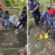 Nyerah Rawat Buaya 3 Meter di Rumah, Warga Karawang Minta Tolong Damkar Evakuasi