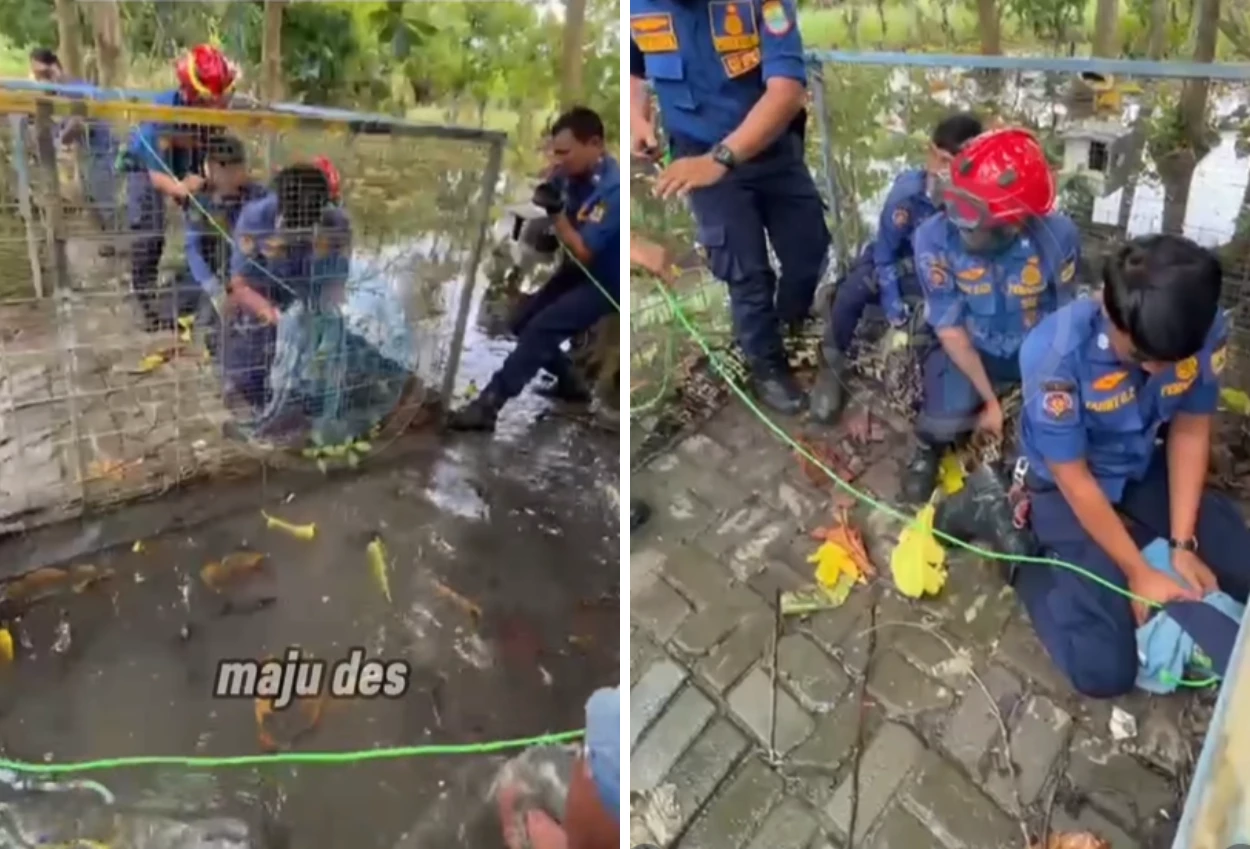 Nyerah Rawat Buaya 3 Meter di Rumah, Warga Karawang Minta Tolong Damkar Evakuasi