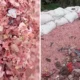 Viral! Cacahan Uang Kertas Rupiah Ditemukan di Tempat Pembuangan Sampah Bekasi