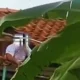 Viral! Pria di Cilacap Tewas usai Diserang Tawon Vespa saat Bersihkan Toren Air