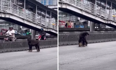 Daan mogot, jakarta barat, hewan, anjing afghan hound, berita lokal
