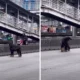 Daan mogot, jakarta barat, hewan, anjing afghan hound, berita lokal