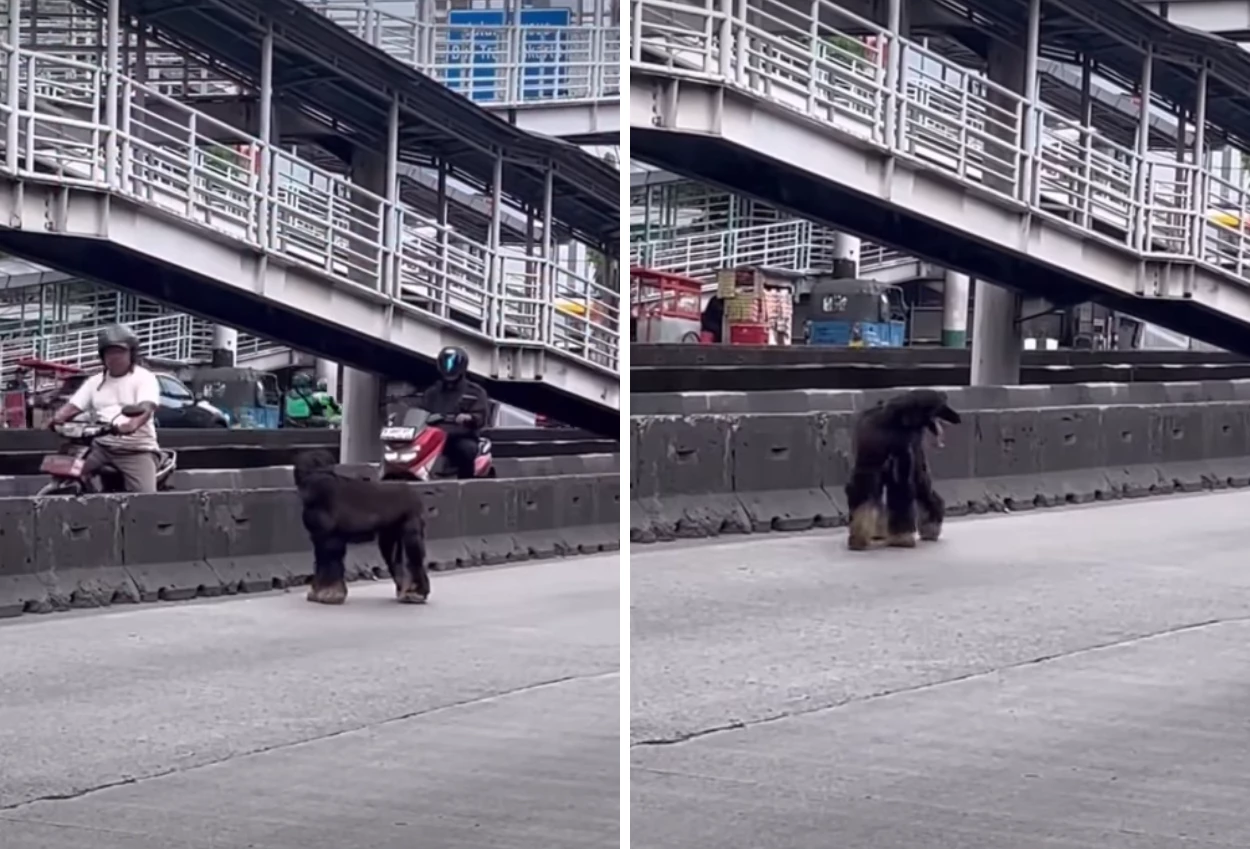 Daan mogot, jakarta barat, hewan, anjing afghan hound, berita lokal